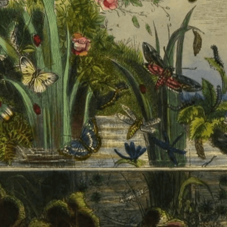 Butterfly Vivarium Vintage Bookplate Print in Black Frame | Art | Wiccan Center