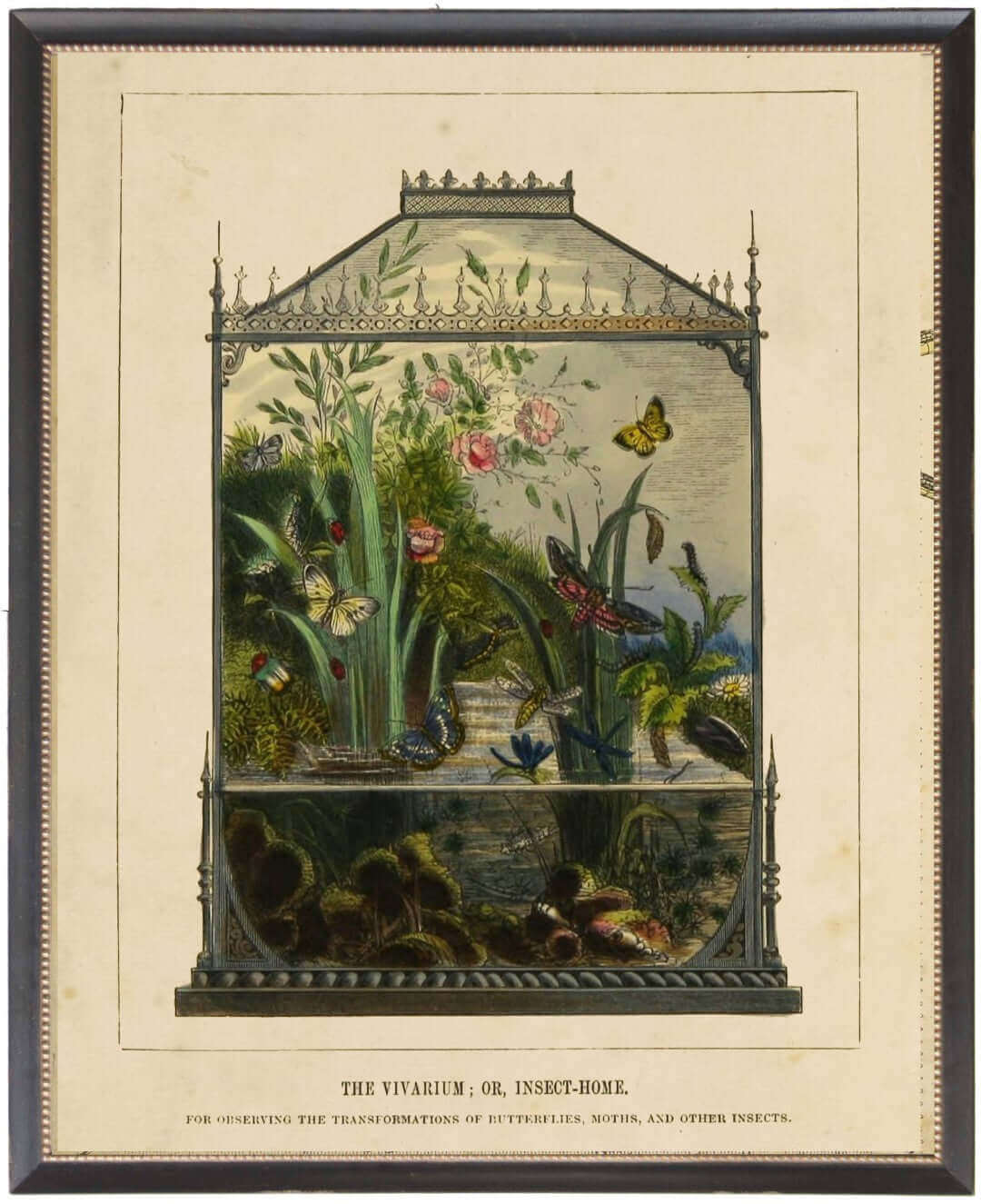 Butterfly Vivarium Vintage Bookplate Print in Black Frame | Art | Wiccan Center