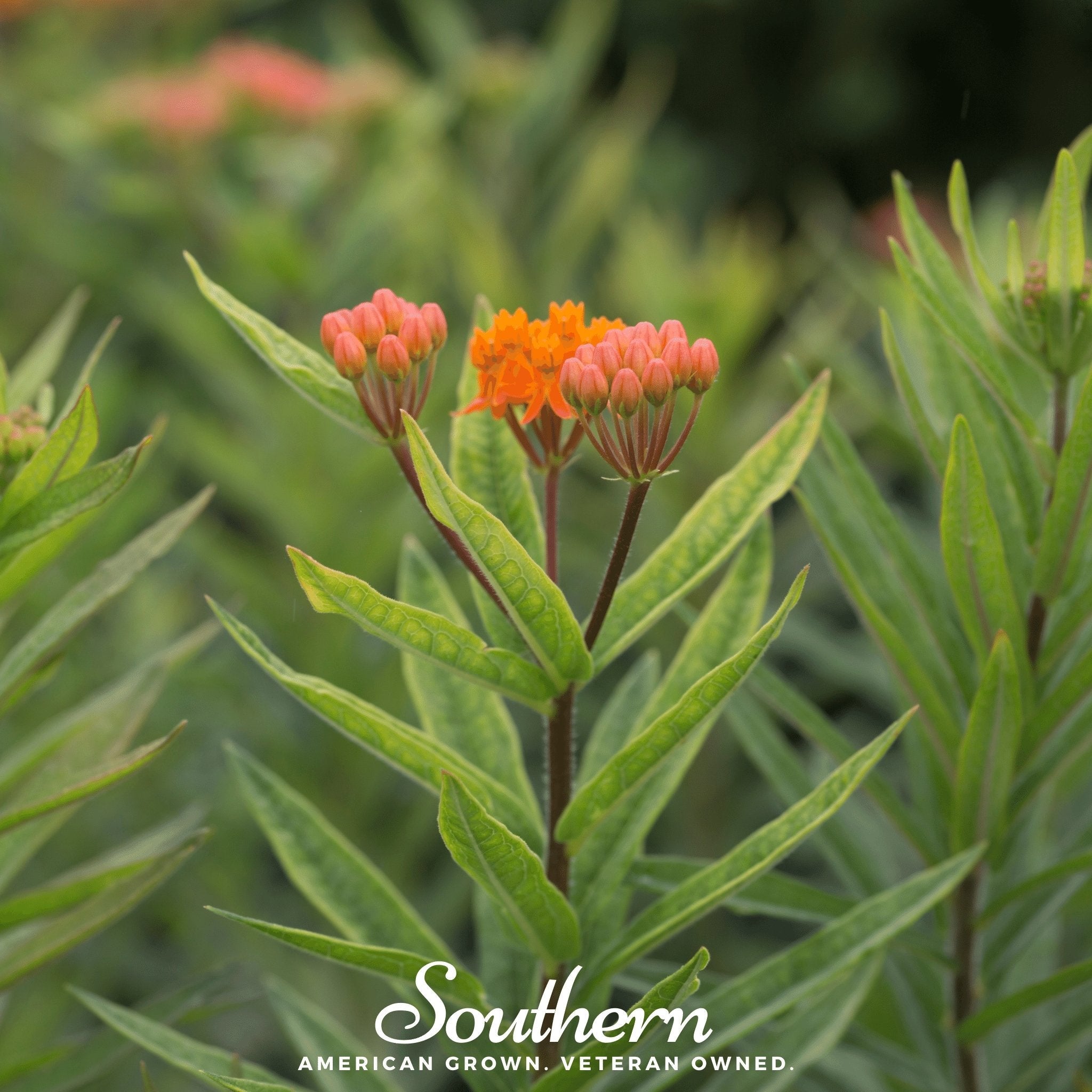 Orange Butterfly Weed – 35 Seeds | | Wiccan Center