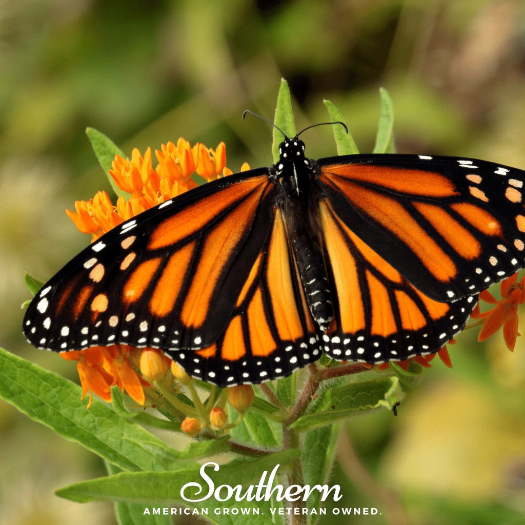 Orange Butterfly Weed – 35 Seeds | | Wiccan Center