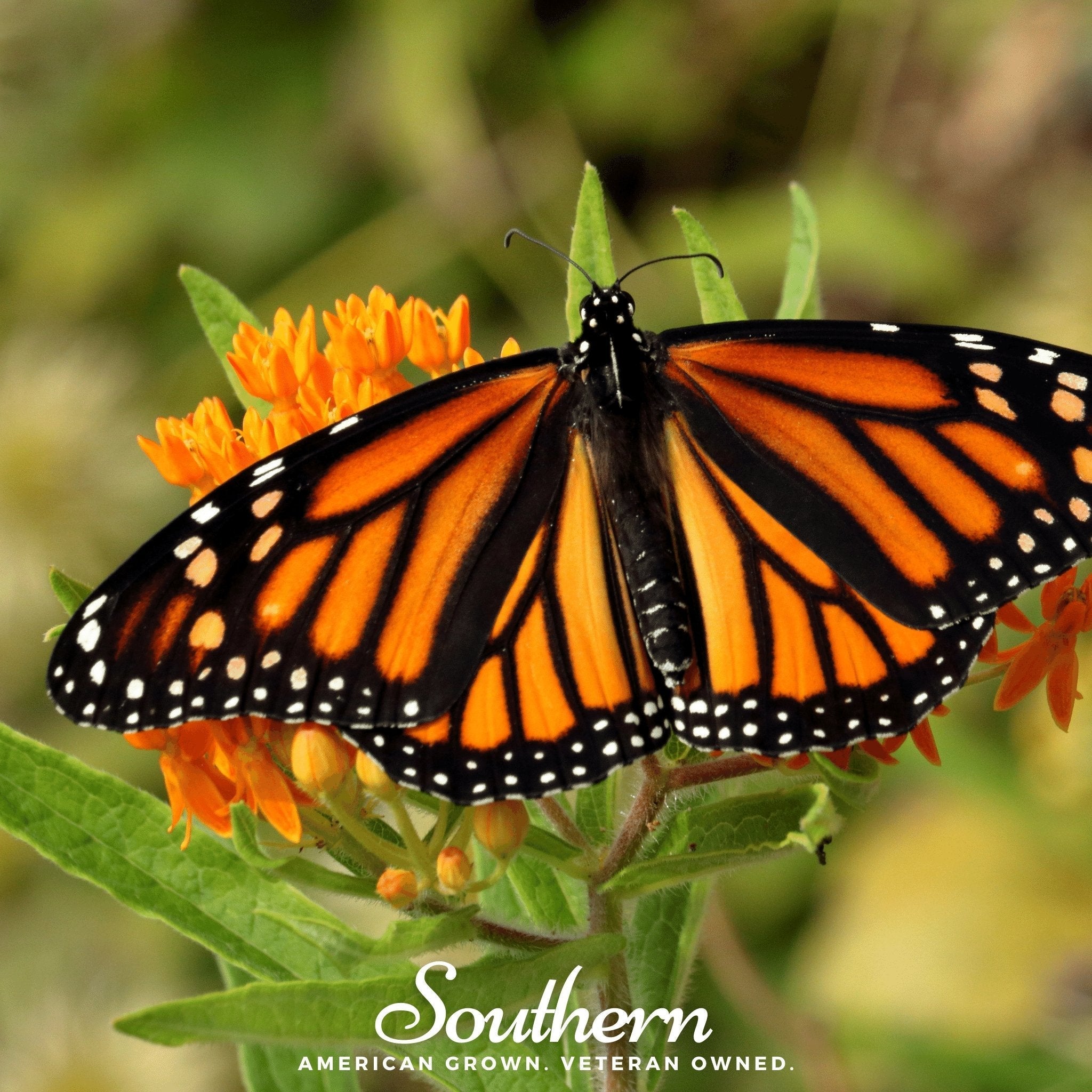 Orange Butterfly Weed – 35 Seeds | | Wiccan Center