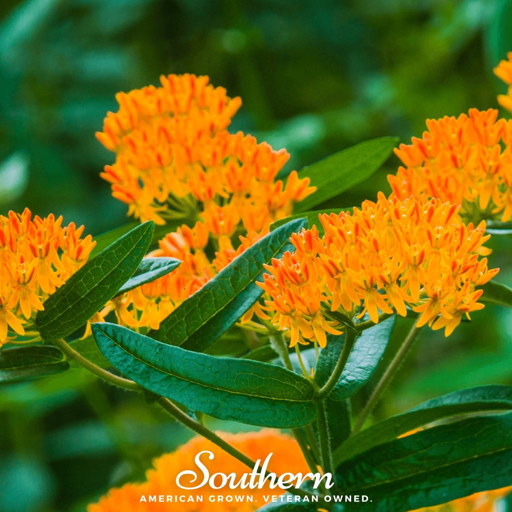 Orange Butterfly Weed – 35 Seeds | | Wiccan Center