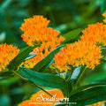 Orange Butterfly Weed – 35 Seeds | | Wiccan Center