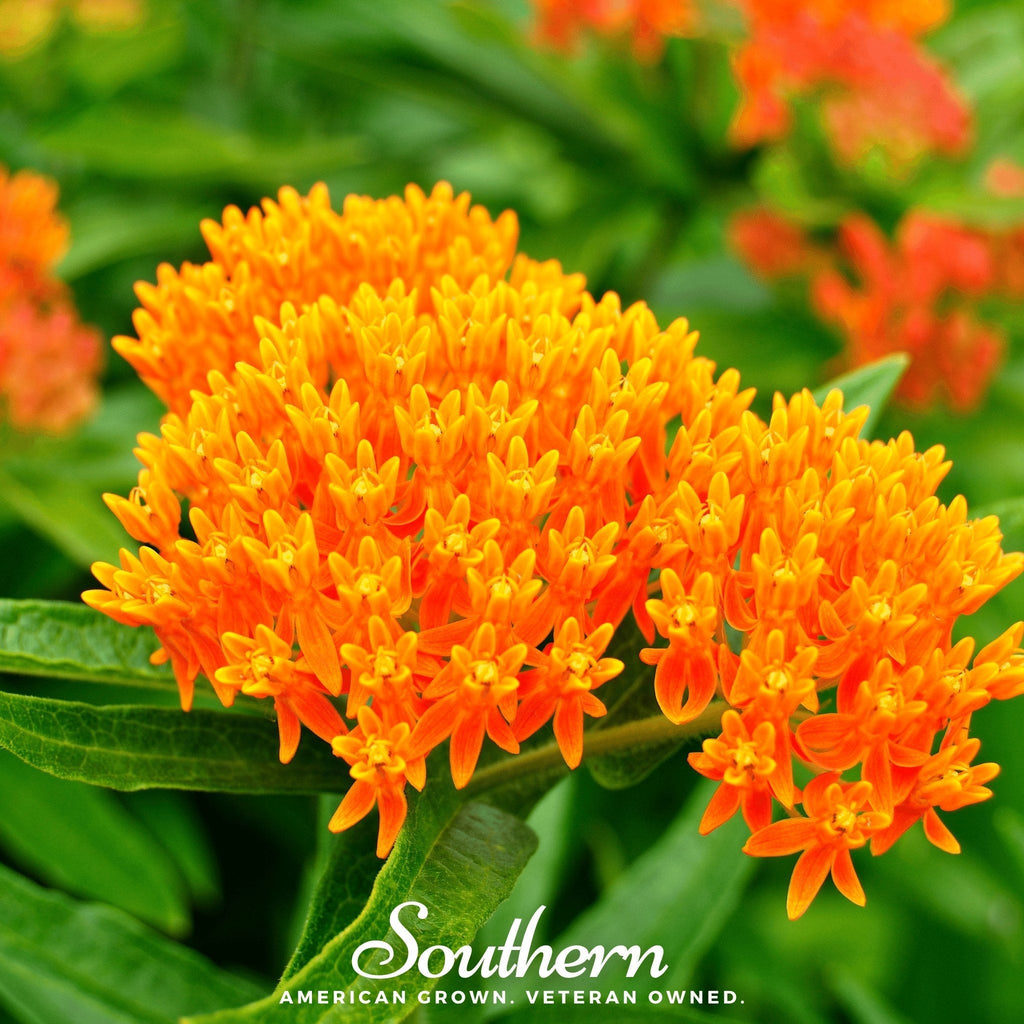 Orange Butterfly Weed – 35 Seeds | | Wiccan Center