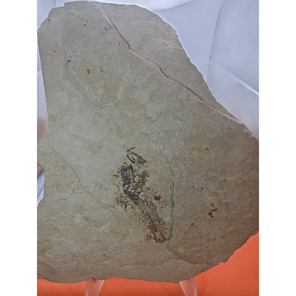 6lbs Fish fossil plate W/stand