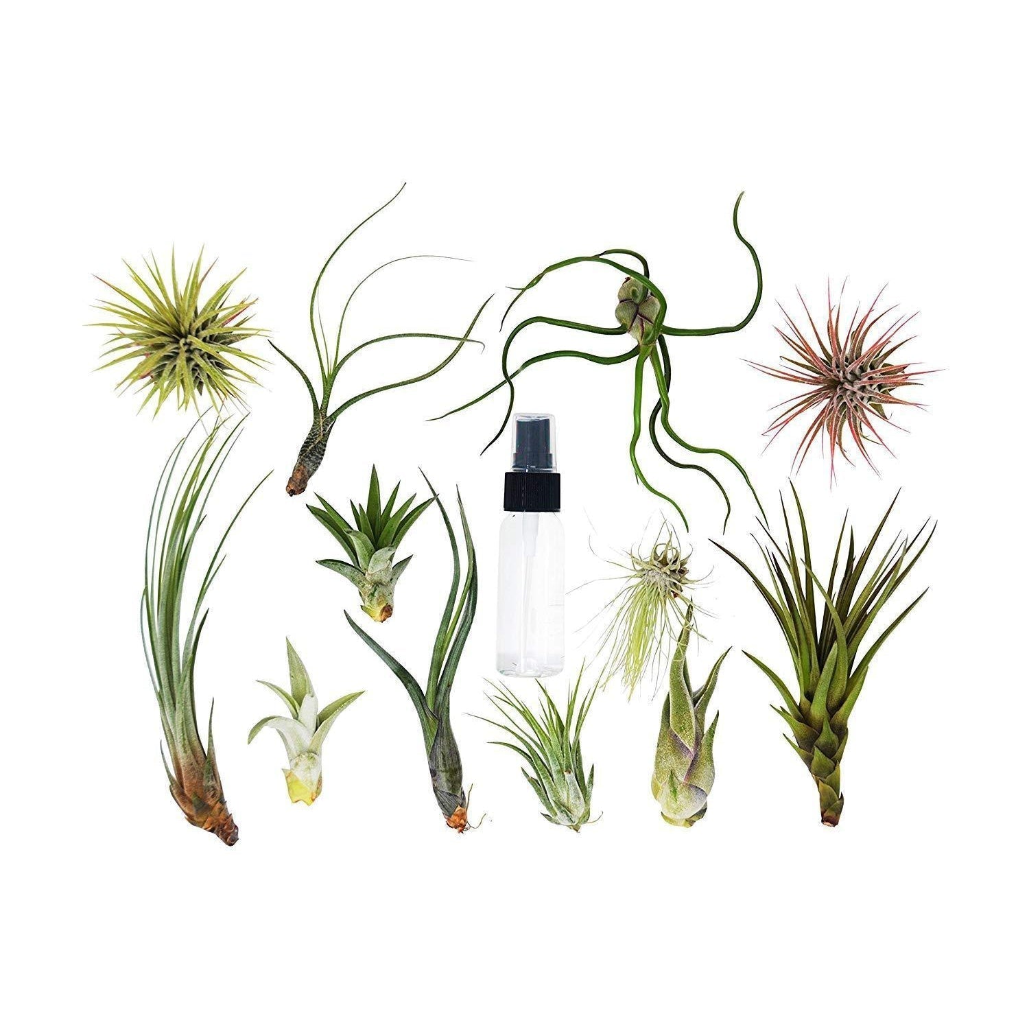Tillandsia Air Plant Variety w/ Spray - 9 Pack | Air Plants ($4 Ship/12oz) | Wiccan Center