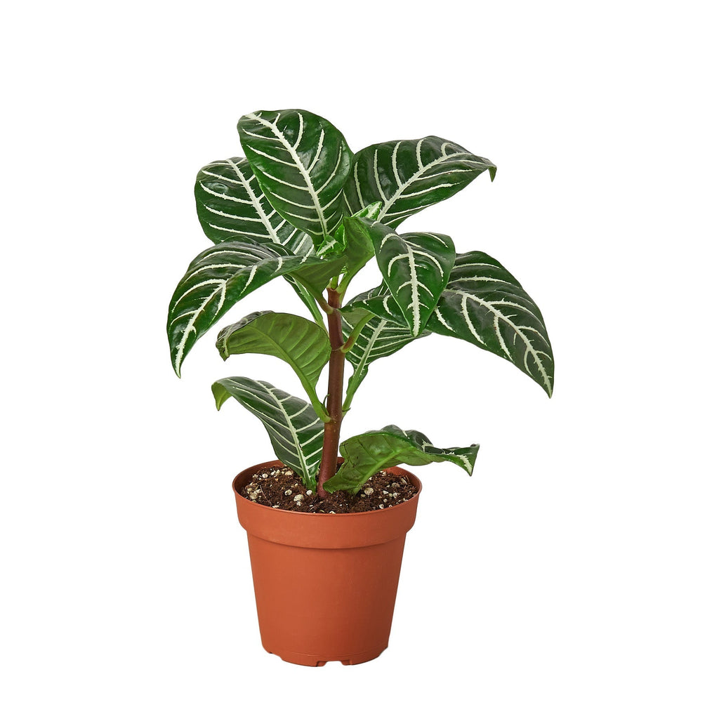 Zebra 'Aphelandra' | Indoor Plants | Wiccan Center