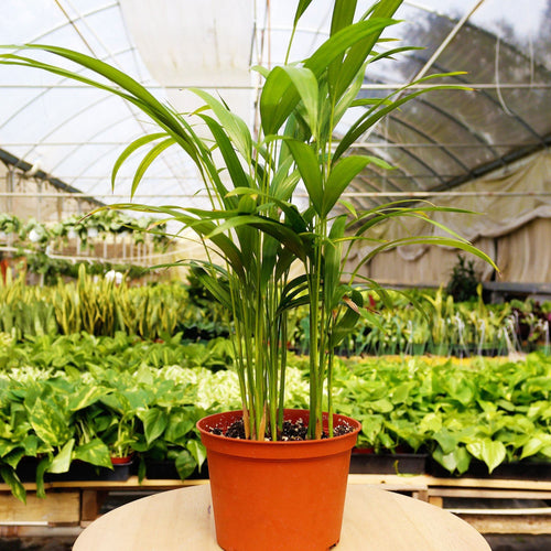 1 Pet Friendly Monthly Subscription Box | 4" Plant | Wiccan Center