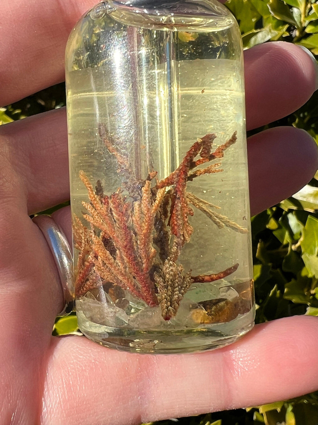 Rose of Jericho Ritual Oil | The Resurrection Plant | Witch Protection Manifestation New Beginnings Lucky Empath Spell Magickal Altar Tool | | Wiccan Center
