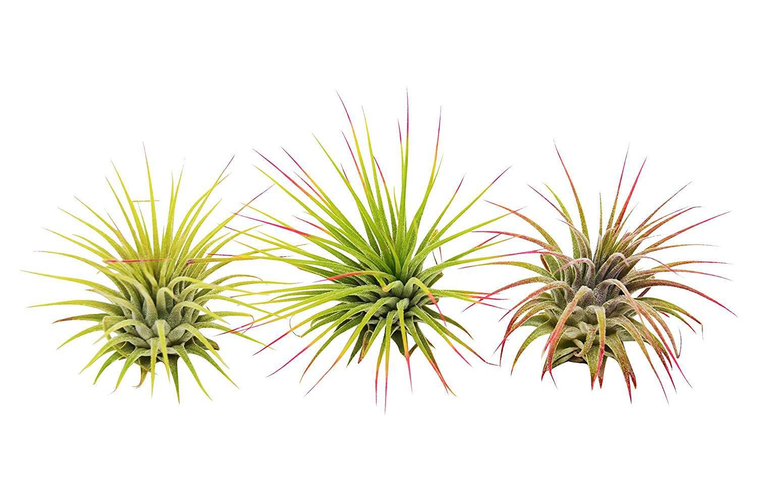 3 Ionantha Guatemala Air Plants / Blooms | Air Plants ($4 Ship/12oz) | Wiccan Center