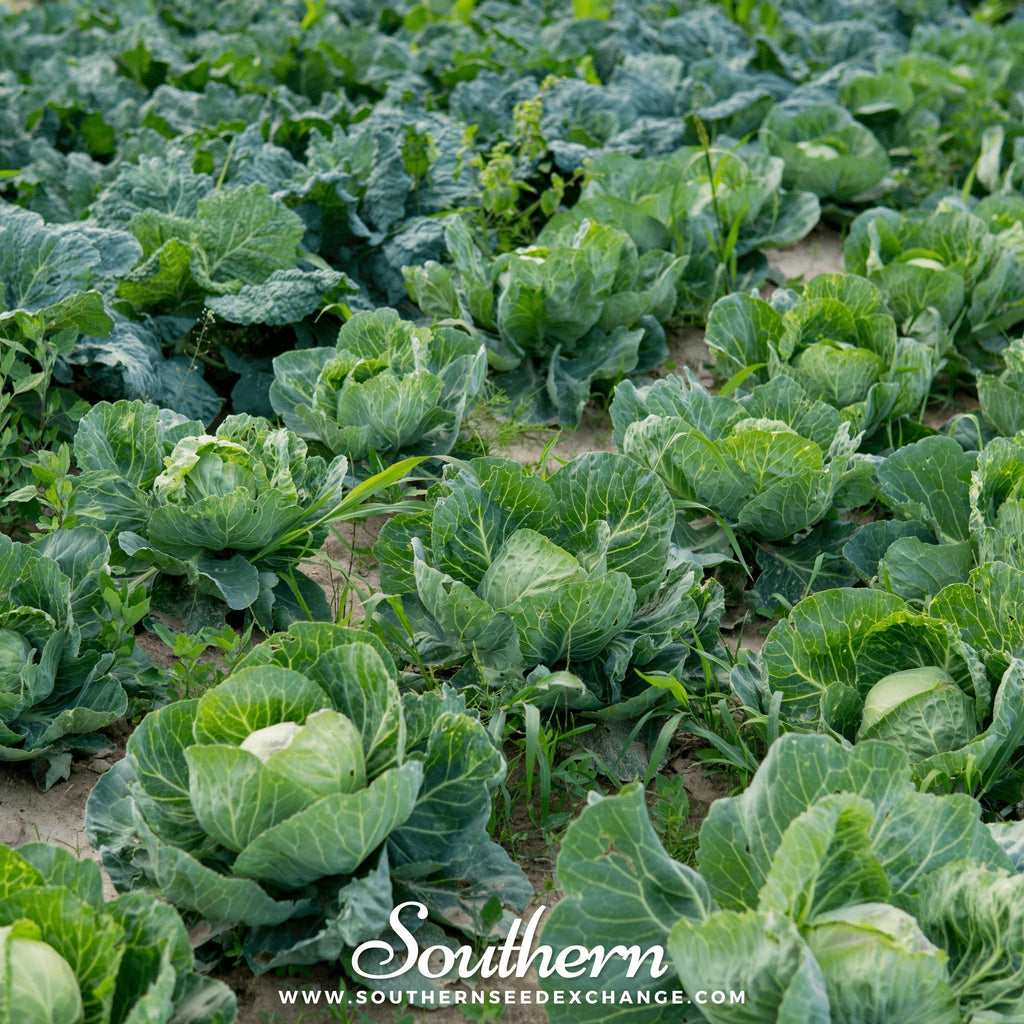 Brunswick Cabbage – 100 Seeds | | Wiccan Center