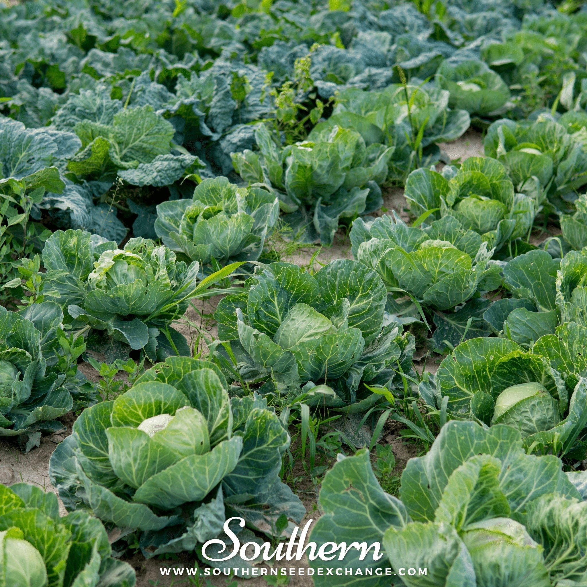 Brunswick Cabbage – 100 Seeds | | Wiccan Center