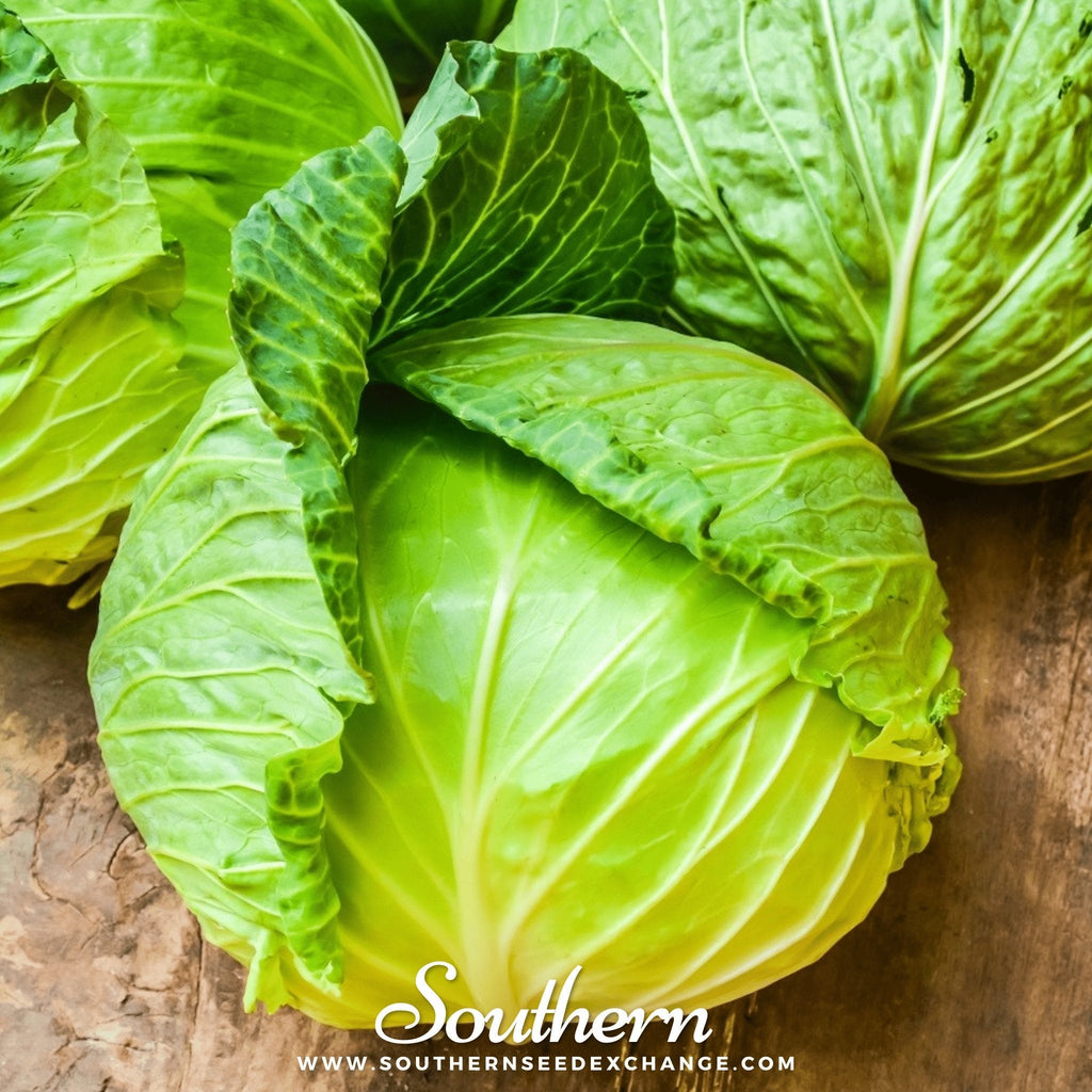 Brunswick Cabbage – 100 Seeds | | Wiccan Center