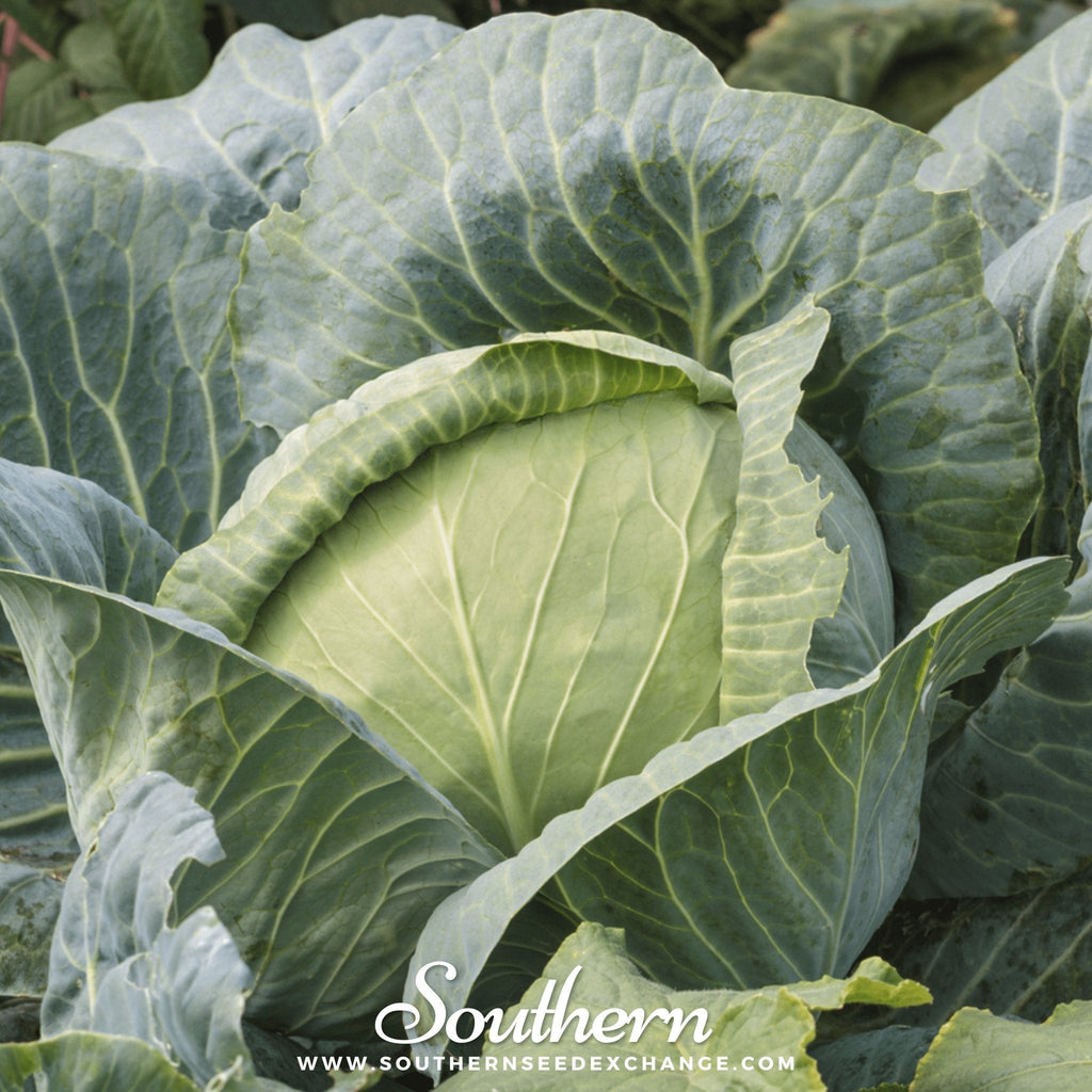 Brunswick Cabbage – 100 Seeds | | Wiccan Center