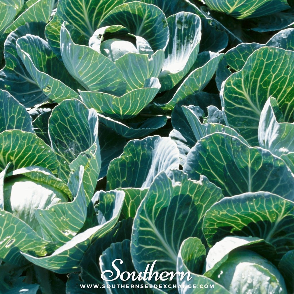 Copenhagen Market Cabbage – 100 Seeds | | Wiccan Center
