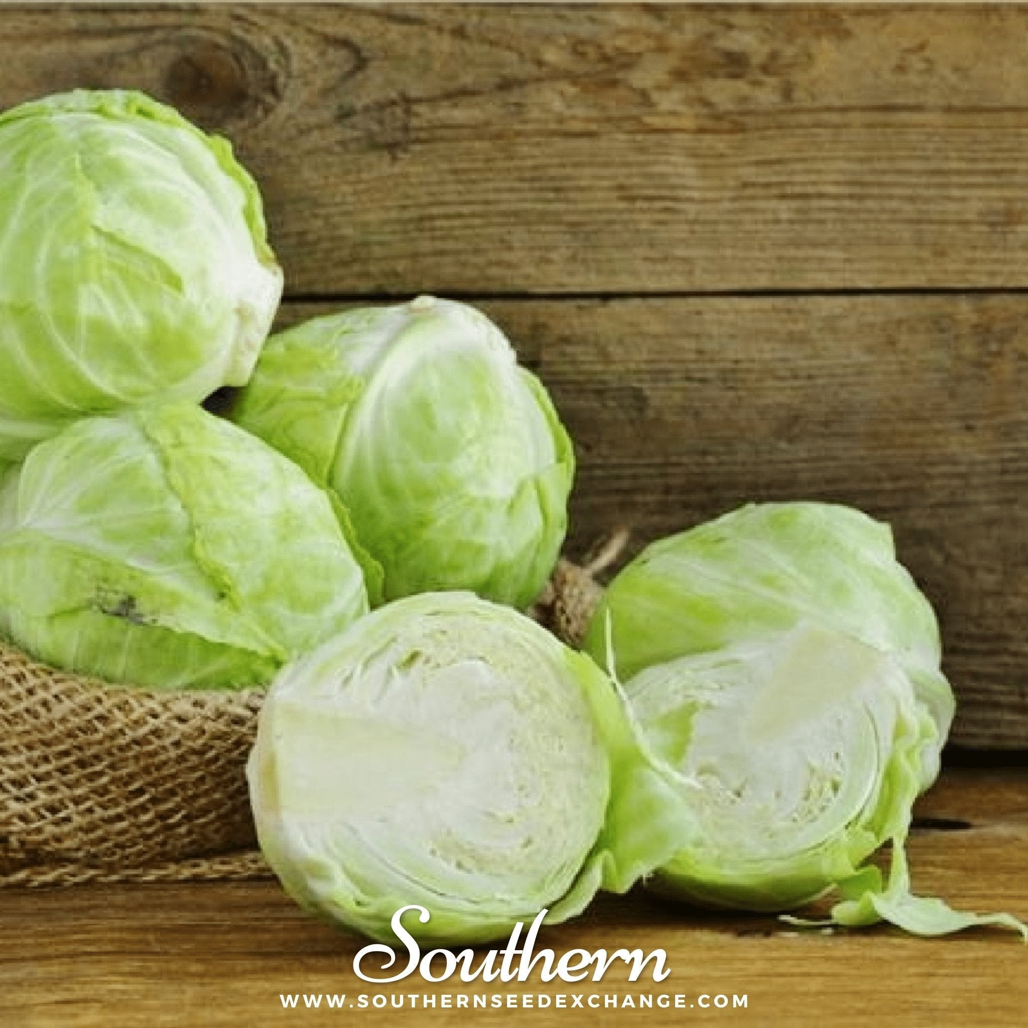 Copenhagen Market Cabbage – 100 Seeds | | Wiccan Center