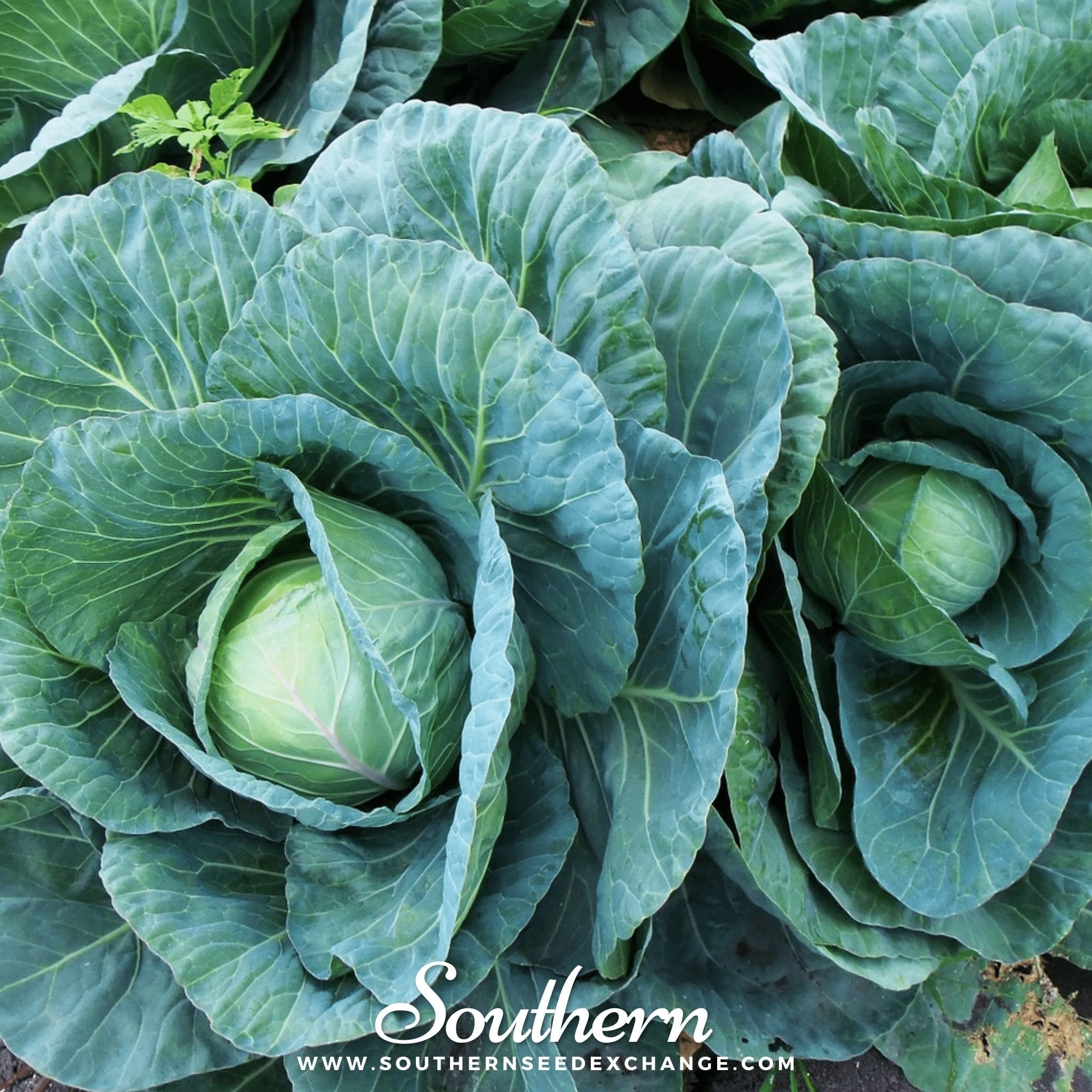 Copenhagen Market Cabbage – 100 Seeds | | Wiccan Center