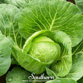 Golden Acre Cabbage – 100 Seeds | Seeds | Wiccan Center