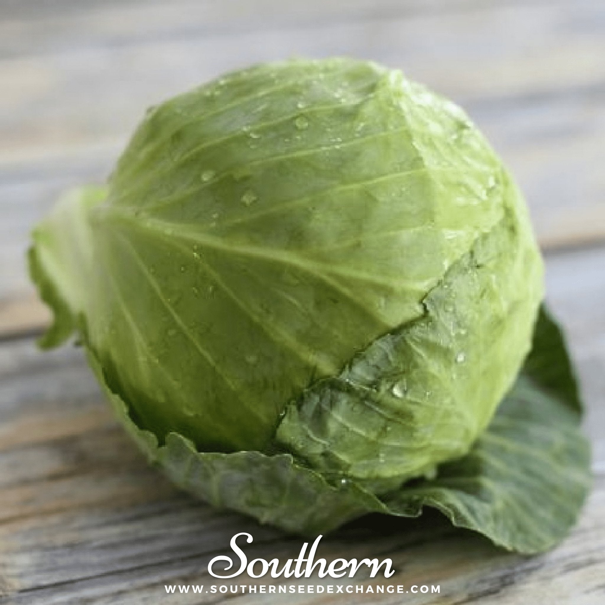Golden Acre Cabbage – 100 Seeds | Seeds | Wiccan Center