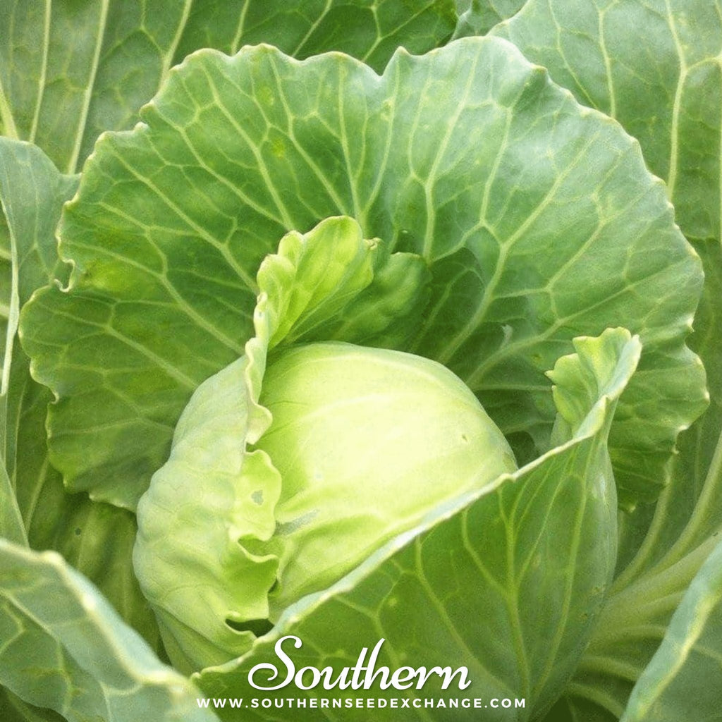 Golden Acre Cabbage – 100 Seeds | Seeds | Wiccan Center