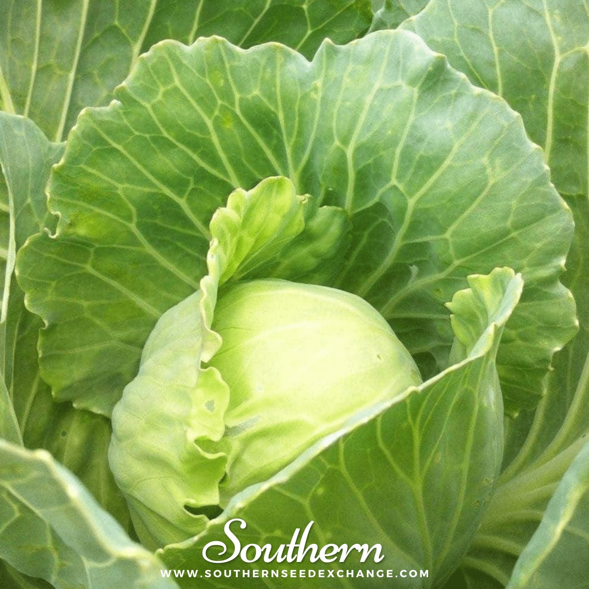 Golden Acre Cabbage – 100 Seeds | Seeds | Wiccan Center