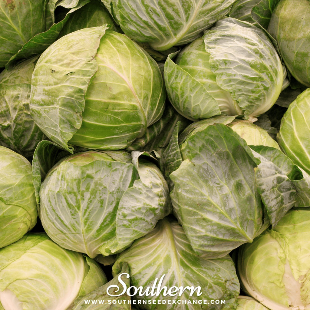 Golden Acre Cabbage – 100 Seeds | Seeds | Wiccan Center