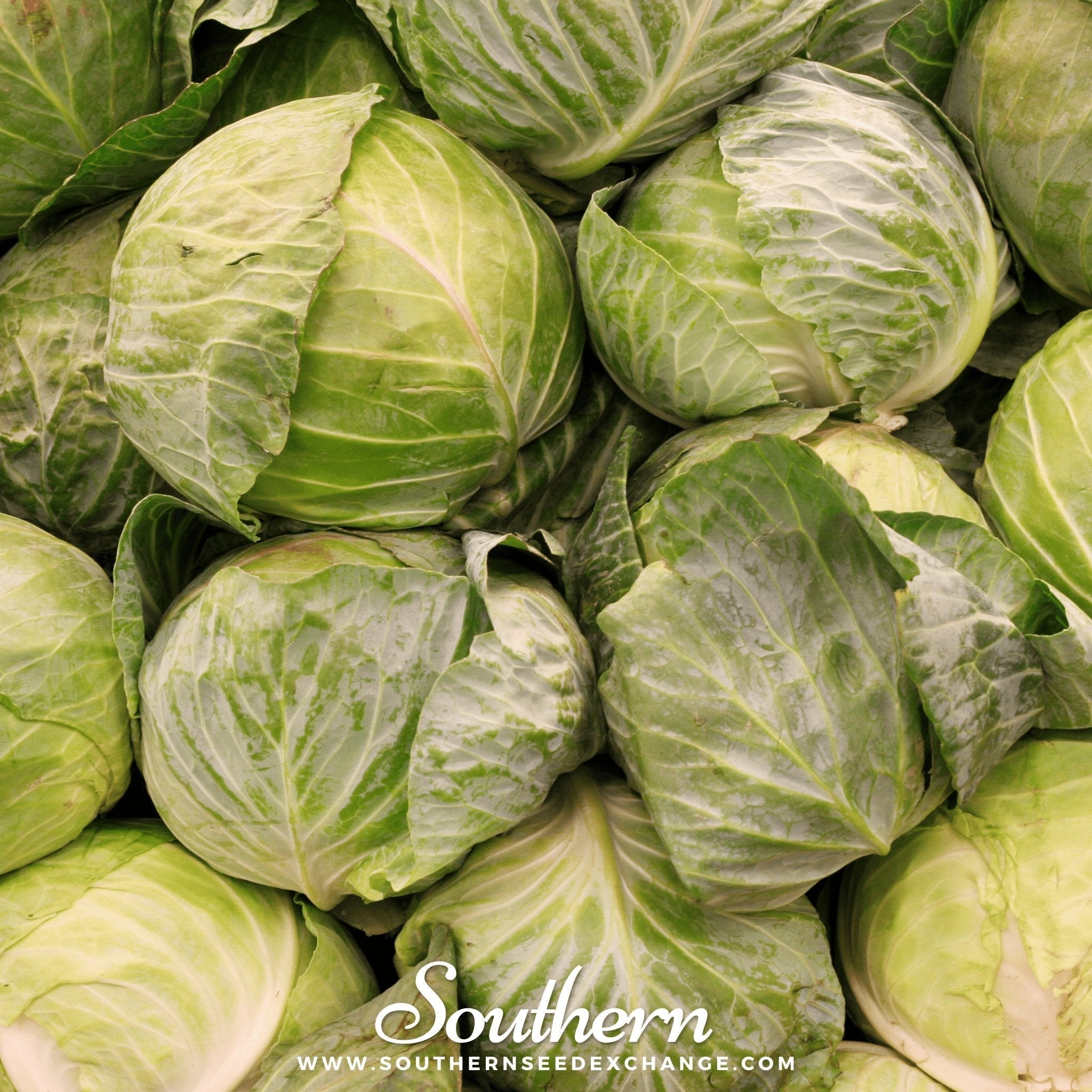 Golden Acre Cabbage – 100 Seeds | Seeds | Wiccan Center