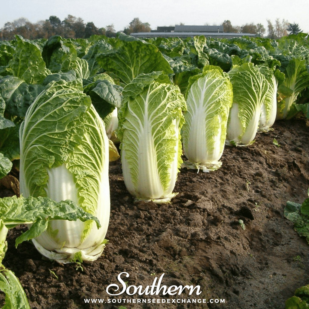 Napa Michihili Heading Cabbage – 100 Seeds | | Wiccan Center