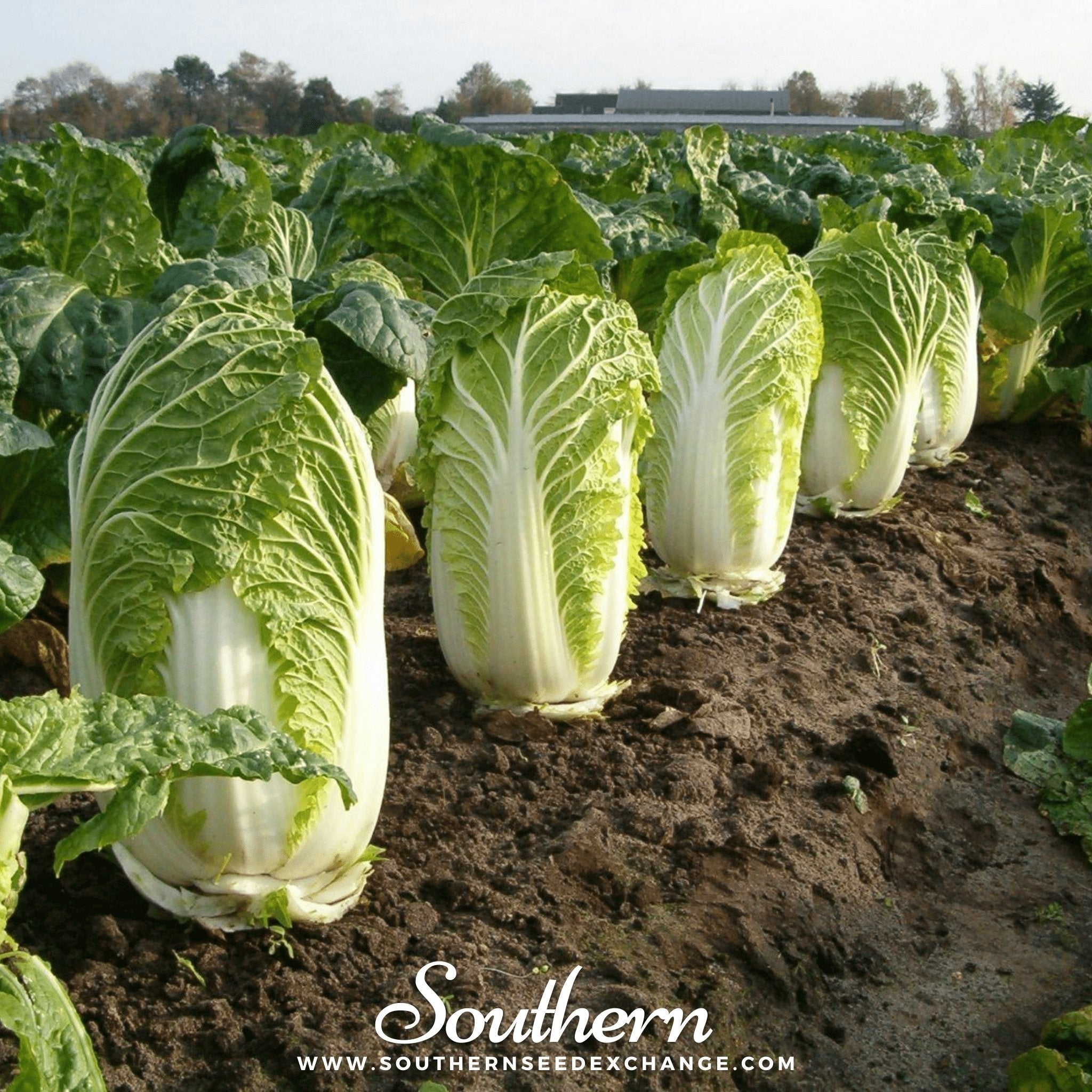 Napa Michihili Heading Cabbage – 100 Seeds | | Wiccan Center