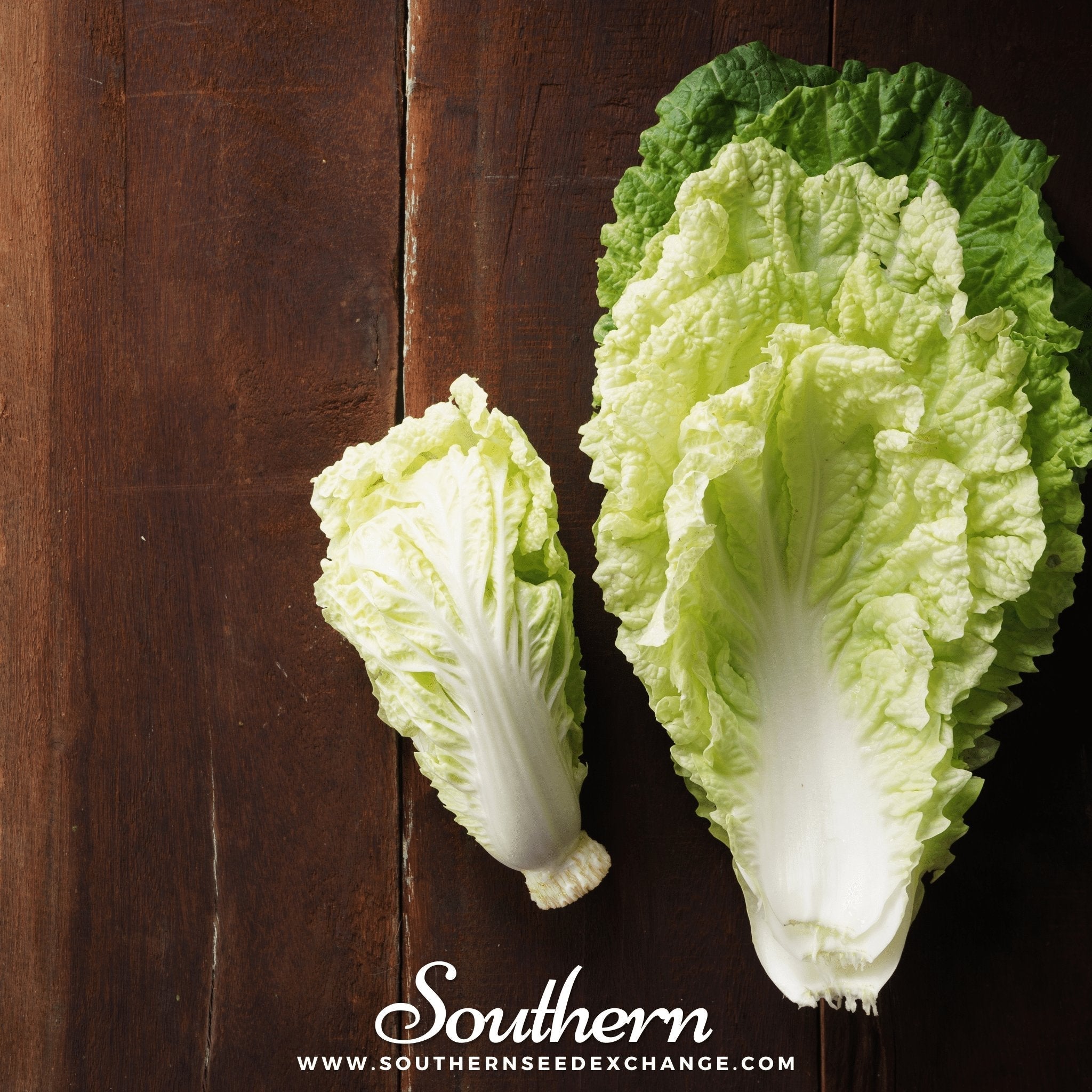 Napa Michihili Heading Cabbage – 100 Seeds | | Wiccan Center
