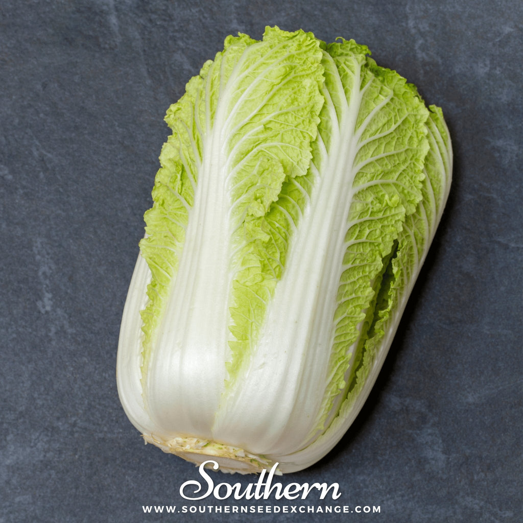 Napa Michihili Heading Cabbage – 100 Seeds | | Wiccan Center