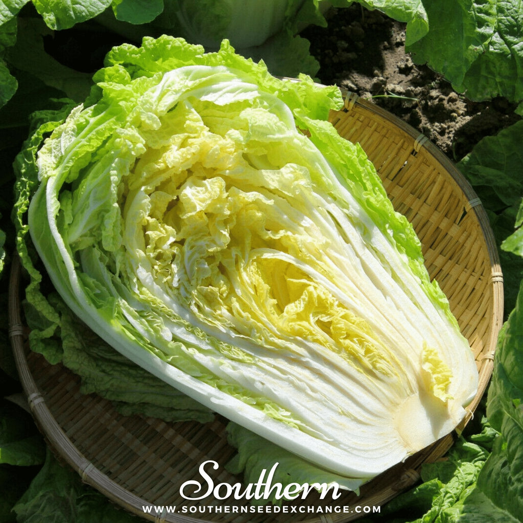 Napa Michihili Heading Cabbage – 100 Seeds | | Wiccan Center