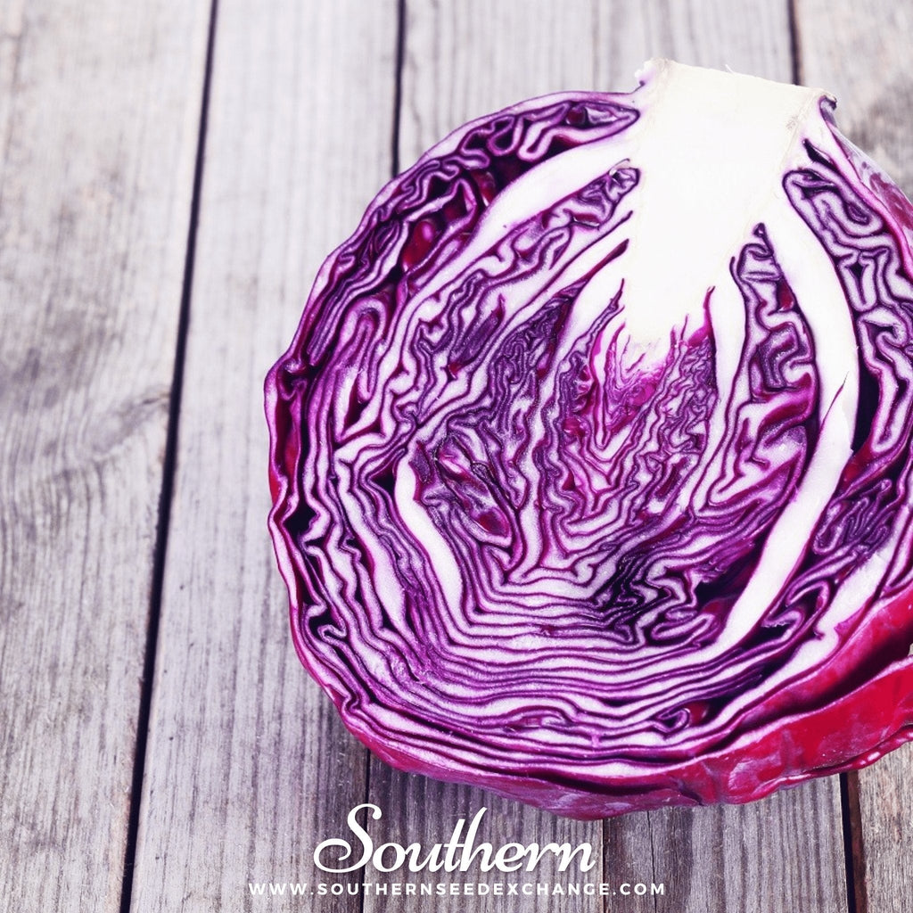 Red Acre Cabbage – 100 Seeds | Seeds | Wiccan Center