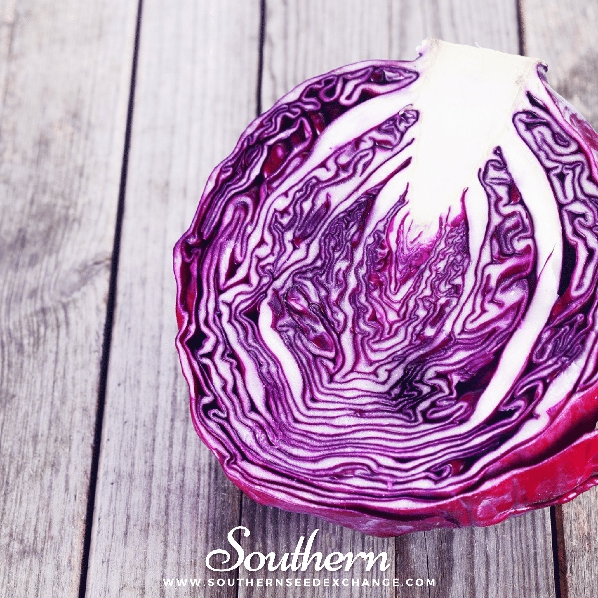 Red Acre Cabbage – 100 Seeds | Seeds | Wiccan Center