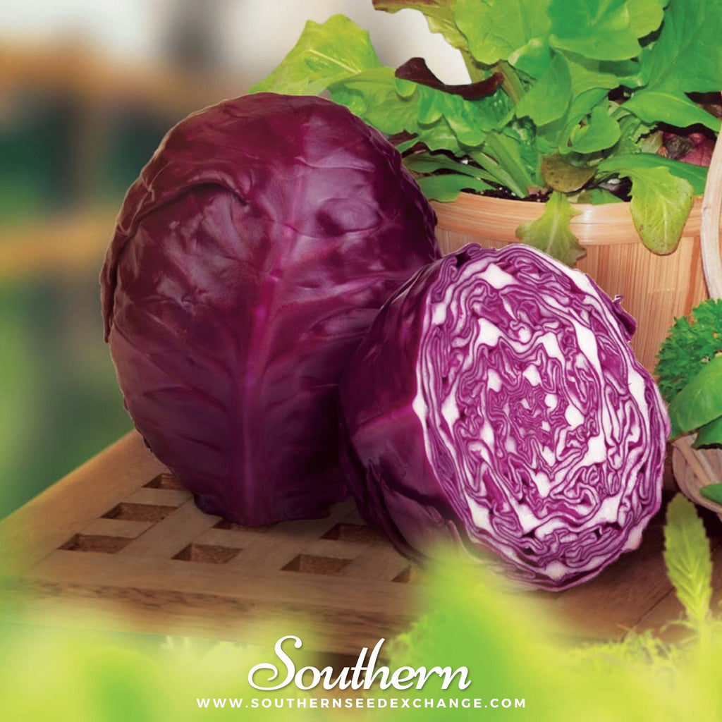 Red Acre Cabbage – 100 Seeds | Seeds | Wiccan Center