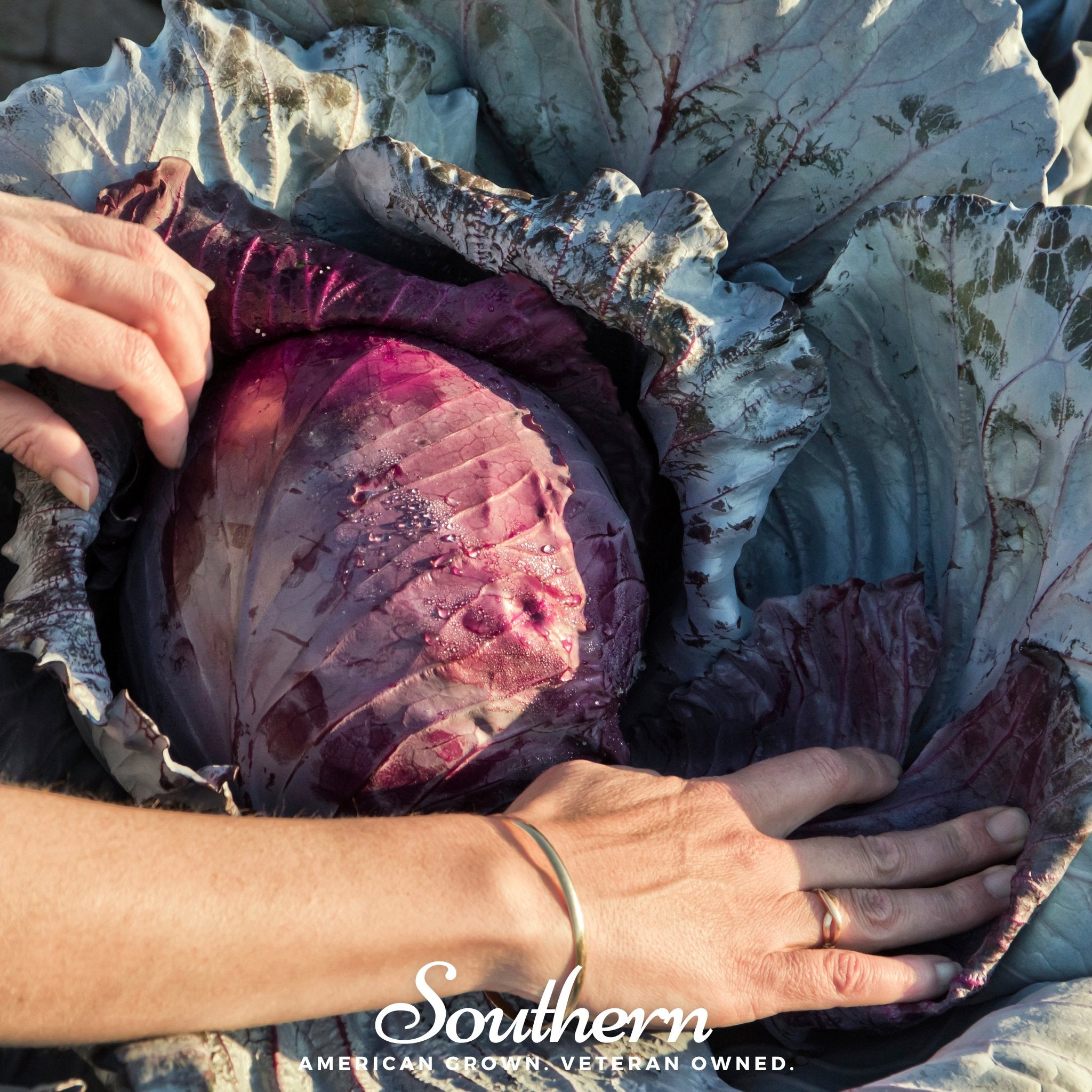 Red Acre Cabbage – 100 Seeds | Seeds | Wiccan Center