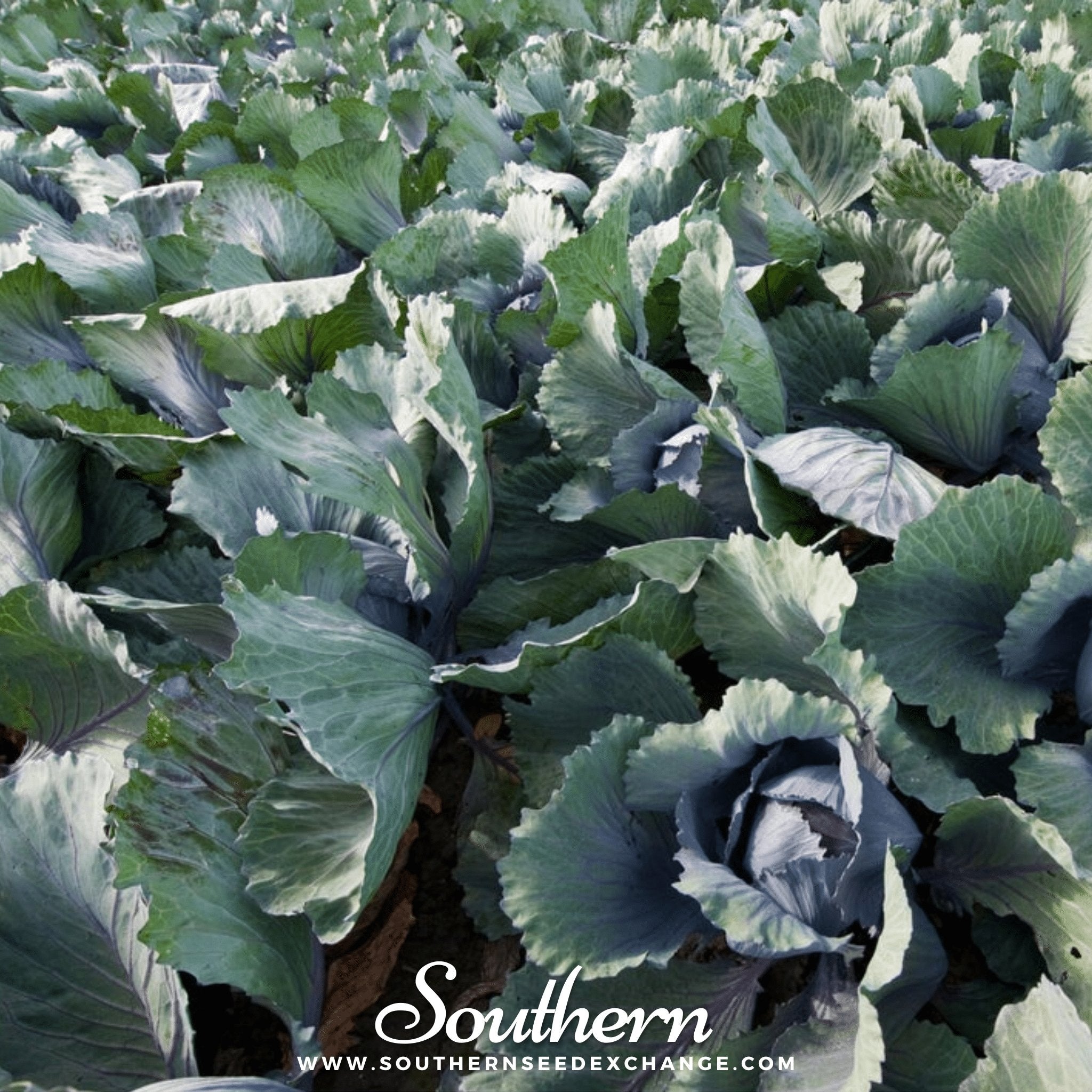 Red Acre Cabbage – 100 Seeds | Seeds | Wiccan Center
