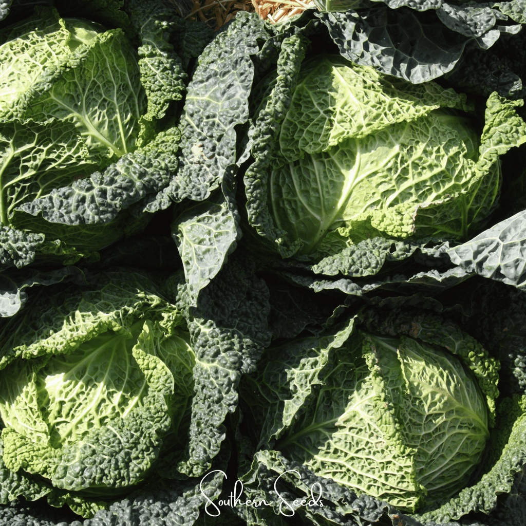 Savoy Cabbage – 100 Seeds | Seeds | Wiccan Center
