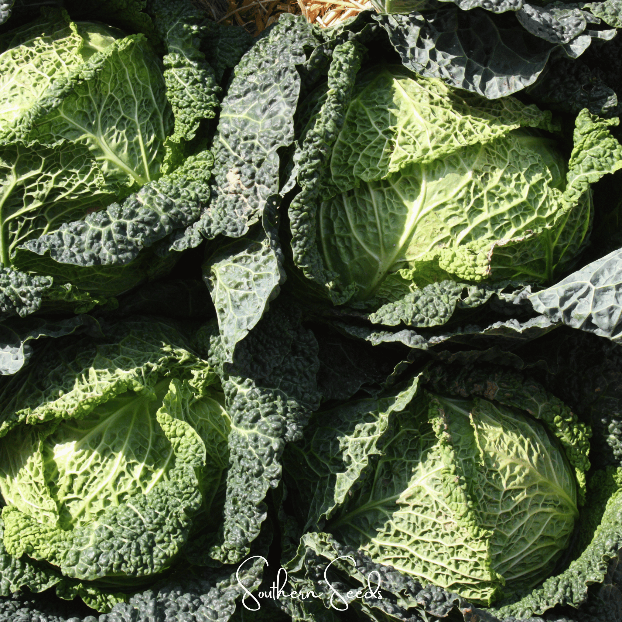 Savoy Cabbage – 100 Seeds | Seeds | Wiccan Center