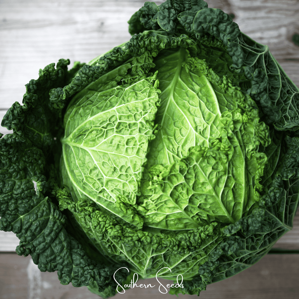 Savoy Cabbage – 100 Seeds | Seeds | Wiccan Center