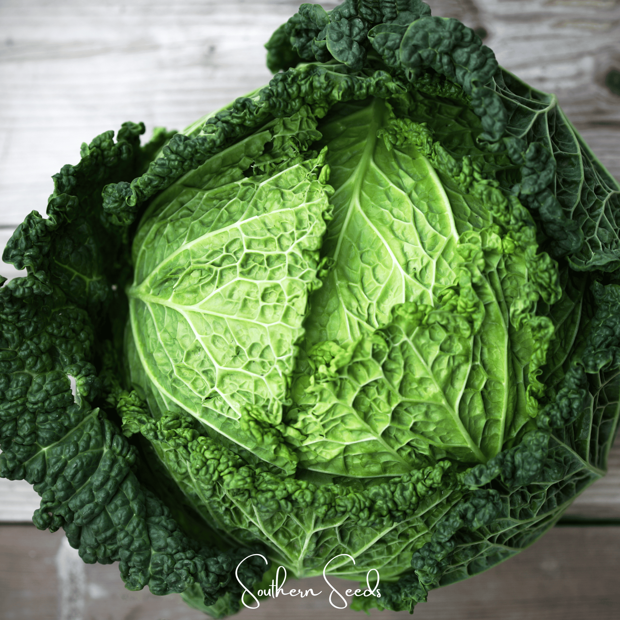 Savoy Cabbage – 100 Seeds | Seeds | Wiccan Center