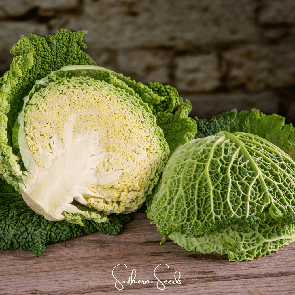 Savoy Cabbage – 100 Seeds | Seeds | Wiccan Center