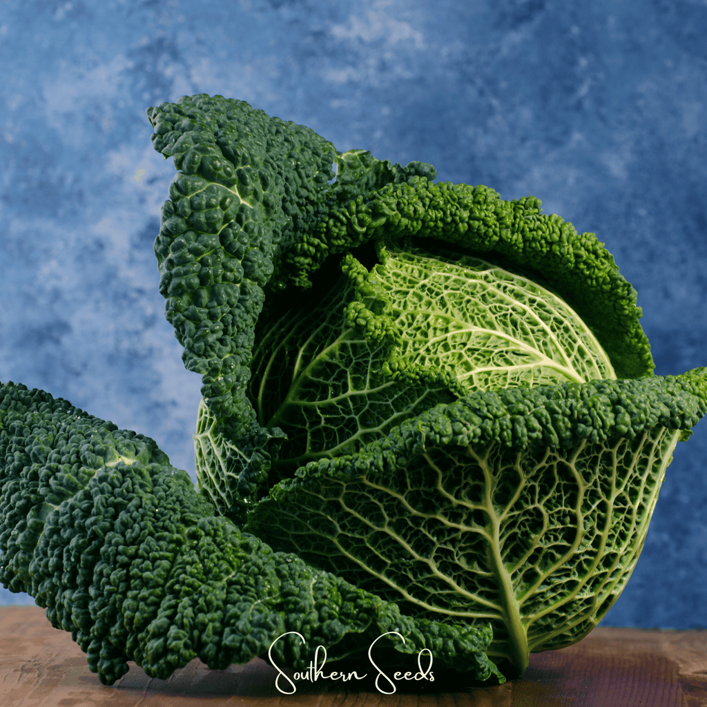 Savoy Cabbage – 100 Seeds | Seeds | Wiccan Center