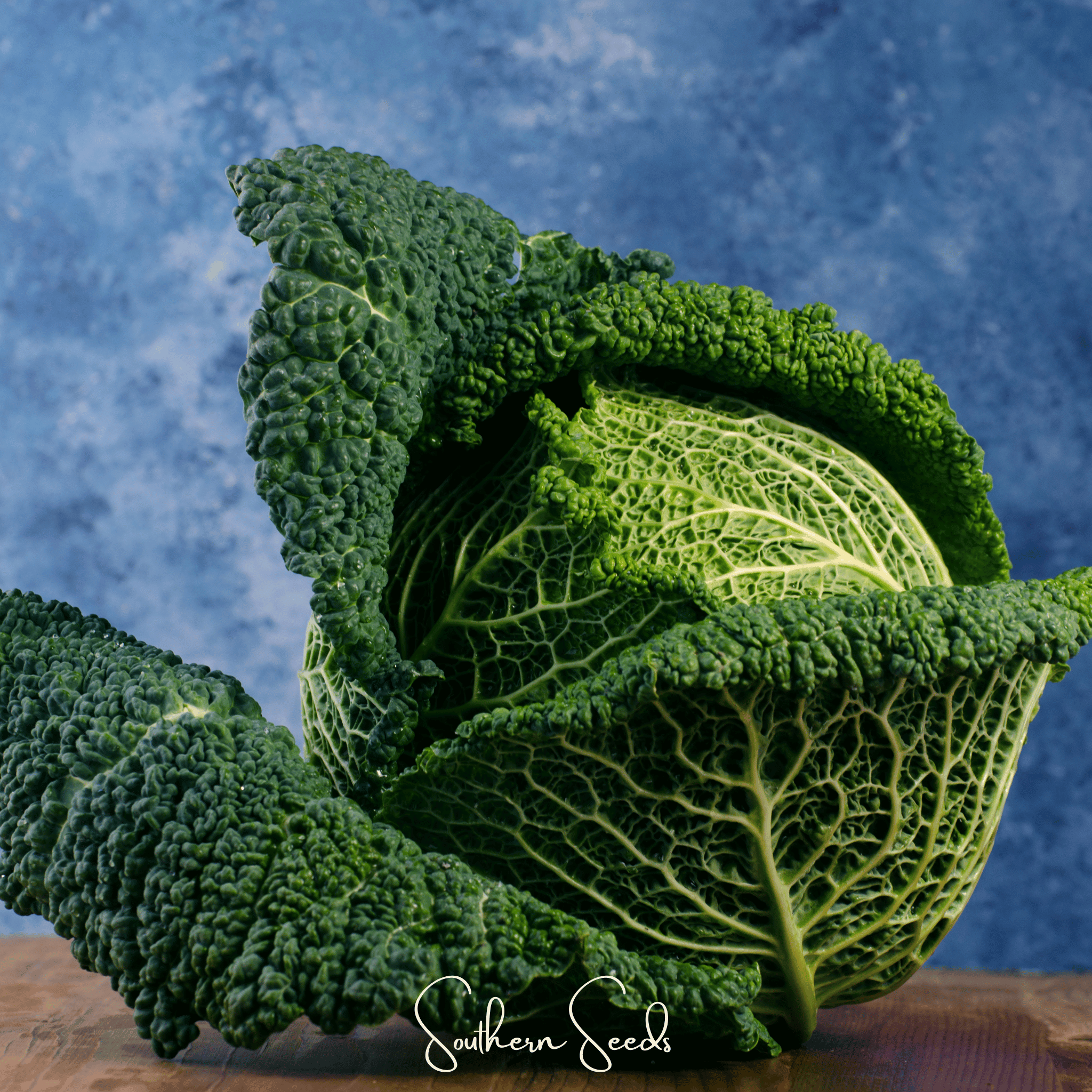Savoy Cabbage – 100 Seeds | Seeds | Wiccan Center
