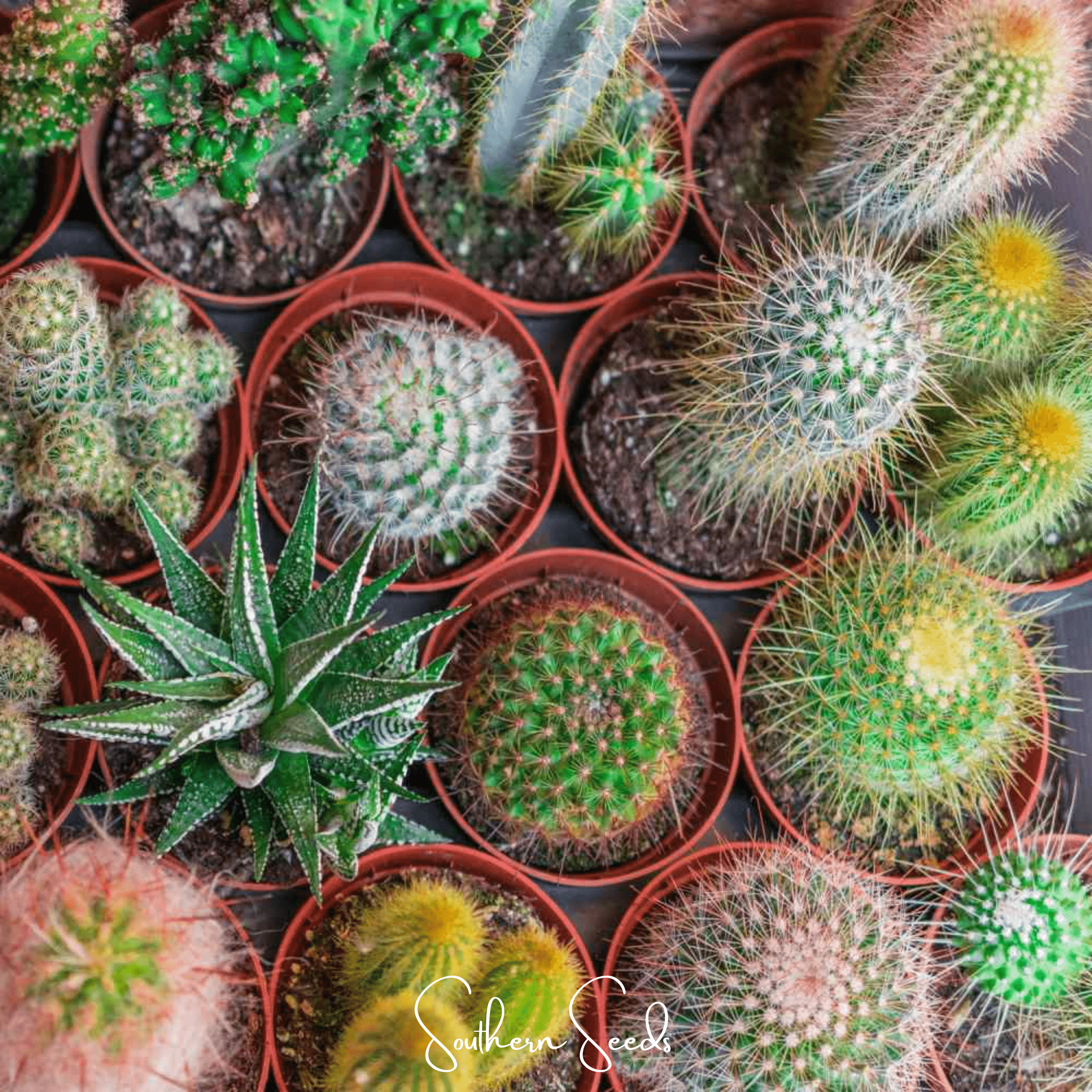 Cactus Mix – 30 Seeds | Seeds | Wiccan Center