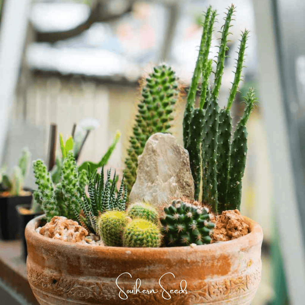 Cactus Mix – 30 Seeds | Seeds | Wiccan Center