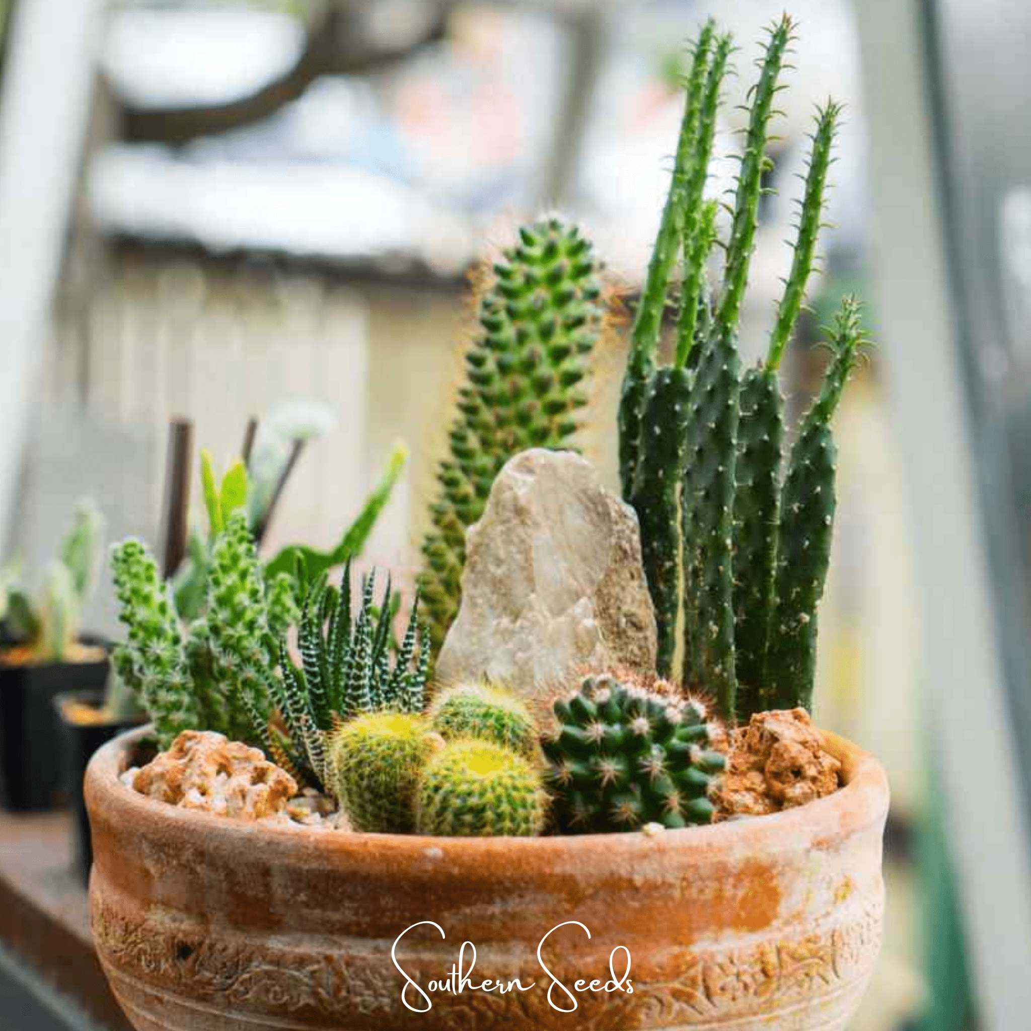 Cactus Mix – 30 Seeds | Seeds | Wiccan Center