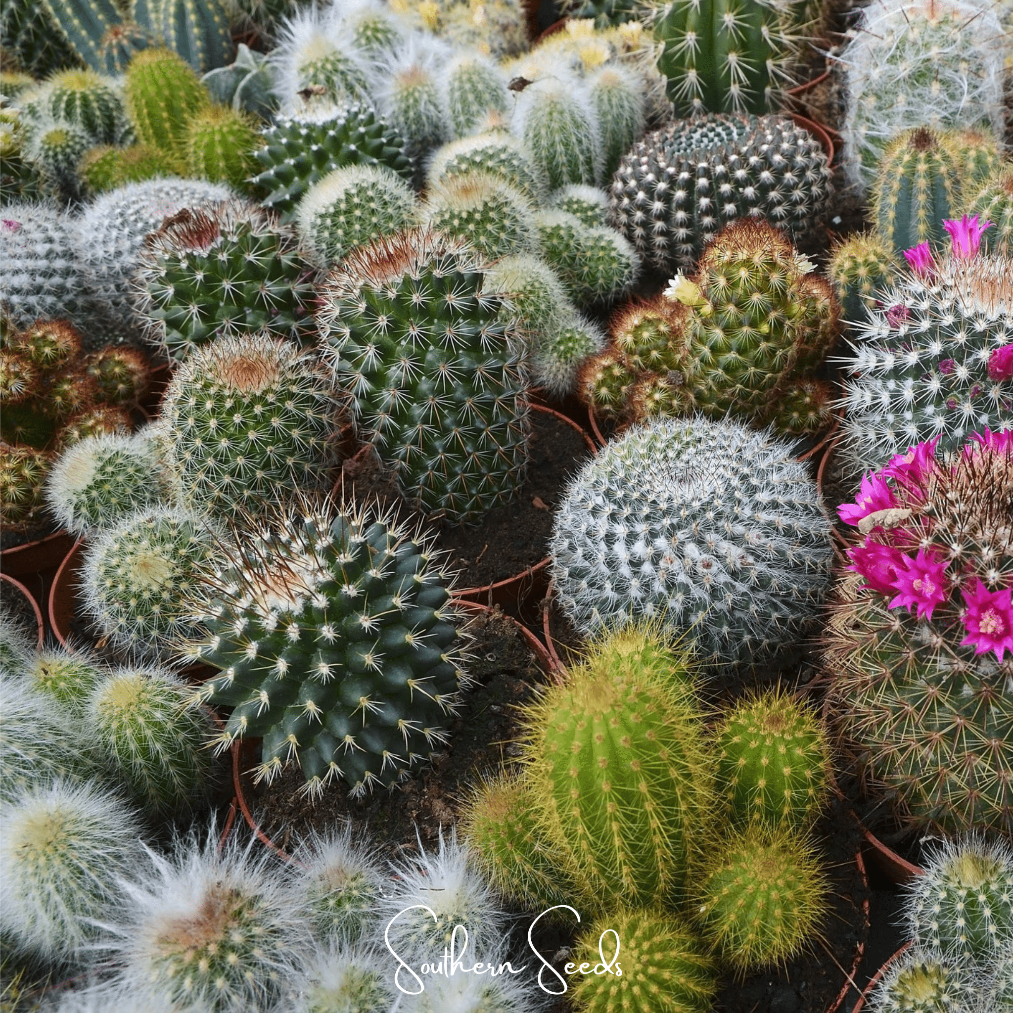 Cactus Mix – 30 Seeds | Seeds | Wiccan Center