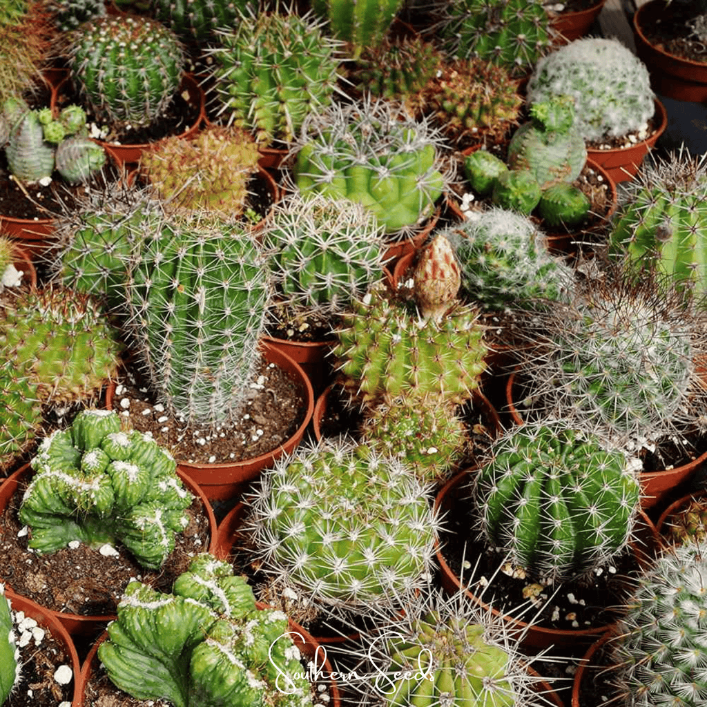Cactus Mix – 30 Seeds | Seeds | Wiccan Center