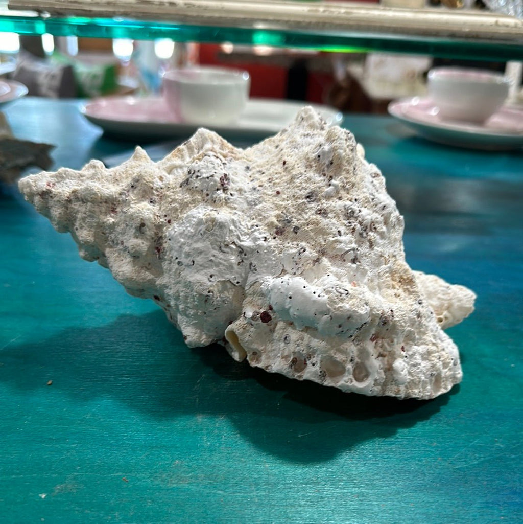 Calcium Covered Frog Conch Shell 9"